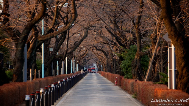 aoyama_graveyard- 009