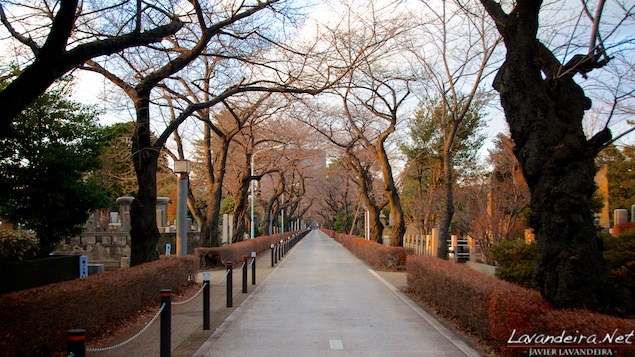 aoyama_graveyard- 010