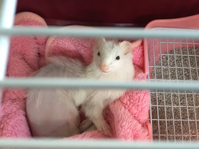 yuki_in_carrier_cage